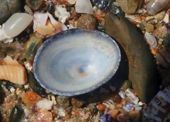 Scutellastra peronii