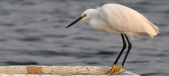 Egretta garzetta