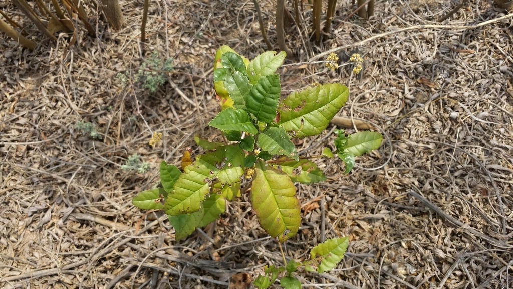 Nuxia sphaerocephala (Nuxia sphaerocephala)