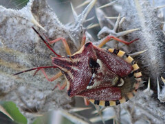 Codophila varia