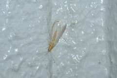 Chrysoperla nipponensis