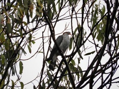 Lopholaimus antarcticus