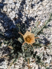 Mentzelia hirsutissima