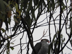 Lopholaimus antarcticus