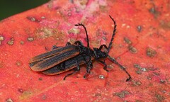 Diatrichalus kershawi