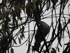 Lopholaimus antarcticus