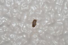 Xanthogaleruca maculicollis