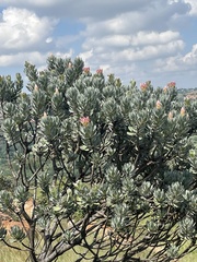 Protea roupelliae roupelliae