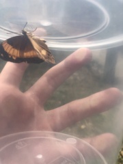 Cupha prosope