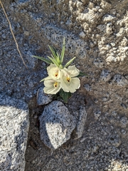 Mohavea confertiflora