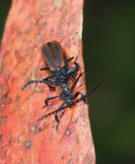 Diatrichalus kershawi