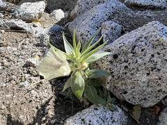 Mohavea confertiflora