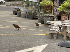 Gallirallus australis