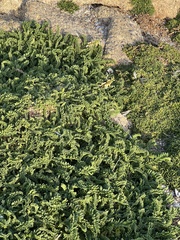 Astragalus nuttallii