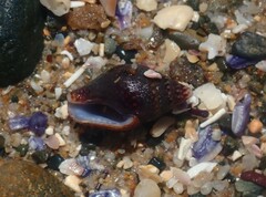 Pardalinops testudinaria