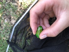 Ischiopsopha wallacei