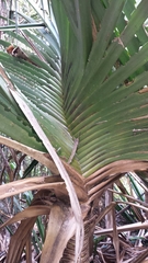 Pandanus spinifer image