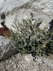 Mentzelia hirsutissima