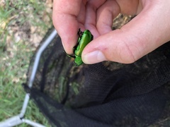 Ischiopsopha wallacei