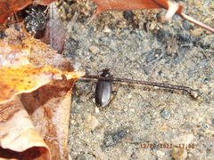 Platynini
