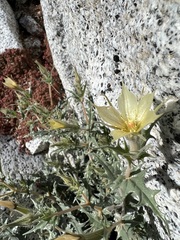 Mentzelia hirsutissima