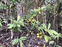 Pittosporum glabrum