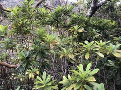 Pittosporum glabrum