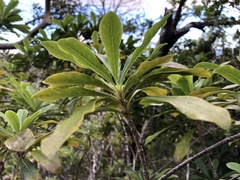 Pittosporum glabrum