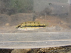 Hemichromis