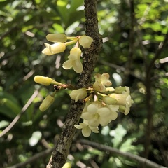 Pittosporum glabrum