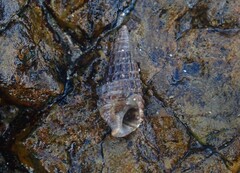 Cerithium coralium