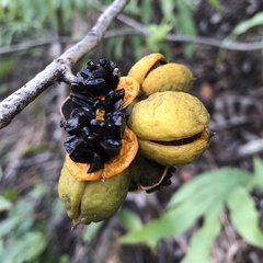 Pittosporum glabrum