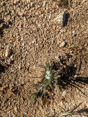 Johnstonella angustifolia