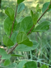 Ehretia rigida