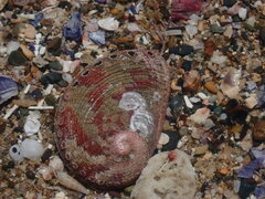 Haliotis coccoradiata