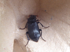 Nicrophorus humator