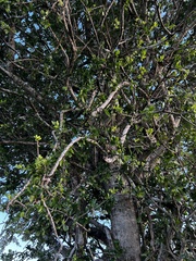 Elaeodendron transvaalense