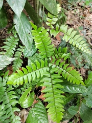 Adiantum latifolium