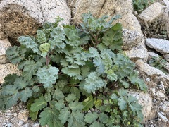 Phacelia pedicellata