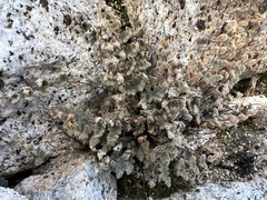Myriopteris parryi