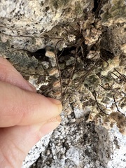 Myriopteris parryi