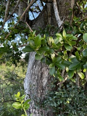 Elaeodendron transvaalense