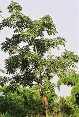 Lannea antiscorbutica