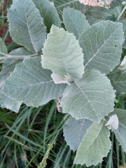 Brachylaena rotundata