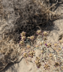 Psorothamnus emoryi emoryi