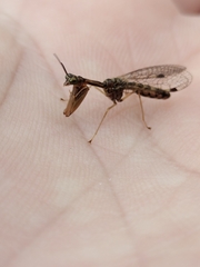 Mantispinae
