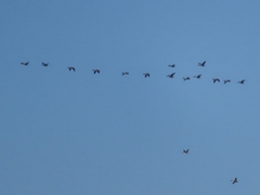 Branta canadensis maxima