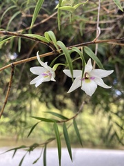 Dendrobium cunninghamii