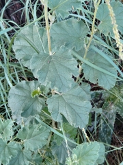Hibiscus calyphyllus