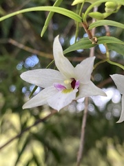 Dendrobium cunninghamii